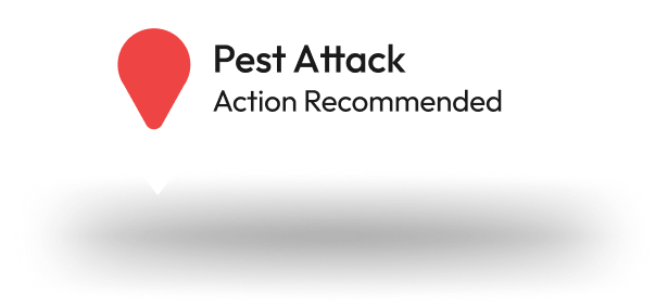 Pest Attack